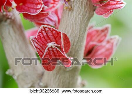 "Goethea (Goethea cauliflora), flower, occurrence in Brazil, North Rhine-Westphalia, Germany, Europe" View Large Photo Image Stock Photograph - "Goethea (Goethea cauliflora), flower, occurrence in Brazil, North Rhine-Westphalia, Germany, Europe". Fotosearch