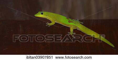 Stock Image - "Gold Dust Day Gecko (Phelsuma laticauda), Diana Region, Madagascar, Africa". Fotosearch