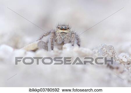 "Gold eyes jumping spider (Philaeus chrysops), female, Brandenburg, Germany, Europe" View Large Photo Image Stock Image - "Gold eyes jumping spider (Philaeus chrysops), female, Brandenburg, Germany, Europe". Fotosearch