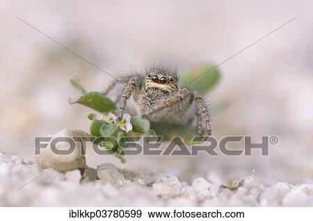 "Gold eyes jumping spider (Philaeus chrysops), female, Brandenburg, Germany, Europe" View Large Photo Image Stock Photo - "Gold eyes jumping spider (Philaeus chrysops), female, Brandenburg, Germany, Europe". Fotosearch