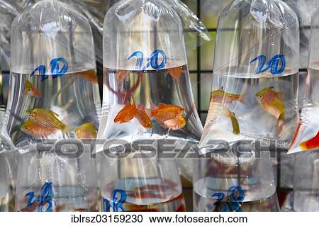 "Gold fish in plastic bags for sale, Hong Kong, Hong Kong, Hong Kong, China, Asia" View Large Photo Image Stock Image - "Gold fish in plastic bags for sale, Hong Kong, Hong Kong, Hong Kong, China, Asia". Fotosearch