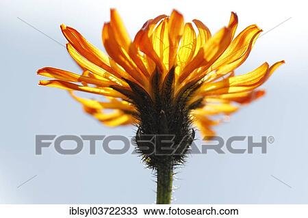 "Gold Pippau (Crepis aurea), Oberstdorf, Oberallgau, Allgau, Swabia, Bavaria, Germany, Europe" View Large Photo Image Stock Image - "Gold Pippau (Crepis aurea), Oberstdorf, Oberallgau, Allgau, Swabia, Bavaria, Germany, Europe". Fotosearch