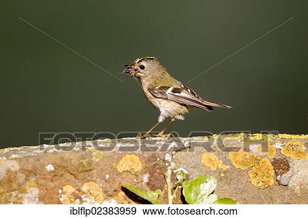 Stock Photo - "Goldcrest (Regulus regulus), adult, with moth in beak, perched on gravestone, Warwickshire, England, United Kingdom, Europe". Fotosearch