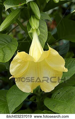 "Golden Angel's Trumpet or Trumpet Tree (Brugmansia aurea), flower, occurrence in South America, North Rhine-Westphalia, Germany, Europe" View Large Photo Image Stock Photo - "Golden Angel's Trumpet or Trumpet Tree (Brugmansia aurea), flower, occurrence in South America, North Rhine-Westphalia, Germany, Europe". Fotosearch