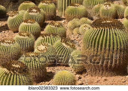"Golden barrel cactus (Echinocactus grusonii), Botanicactus Park, Majorca, Spain, Europe" View Large Photo Image Stock Image - "Golden barrel cactus (Echinocactus grusonii), Botanicactus Park, Majorca, Spain, Europe". Fotosearch