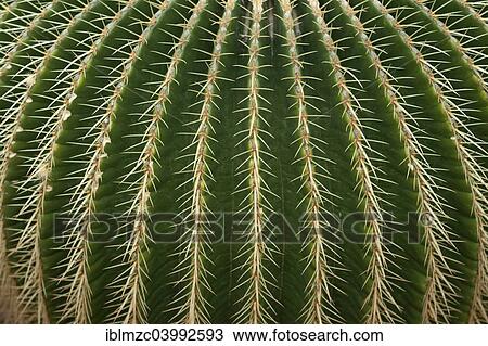 "Golden Barrel Cactus (Echinocactus grusonii), Erlangen, Bavaria, Germany, Europe" View Large Photo Image Stock Image - "Golden Barrel Cactus (Echinocactus grusonii), Erlangen, Bavaria, Germany, Europe". Fotosearch
