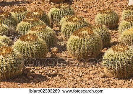 Stock Photo - "Golden Barrel Cactus, Golden Ball or Mother-in-Law's Cushion (Echinocactus grusonii), Botanicactus Park, Majorca, Balearic Islands, Spain, Europe". Fotosearch