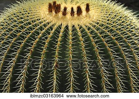 "Golden Barrel Cactus or Mother-in-Law's Cushion (Echinocactus grusonii), Botanical Garden, Erlangen, Middle Franconia, Bavaria, Germany, Europe" View Large Photo Image Picture - "Golden Barrel Cactus or Mother-in-Law's Cushion (Echinocactus grusonii), Botanical Garden, Erlangen, Middle Franconia, Bavaria, Germany, Europe". Fotosearch