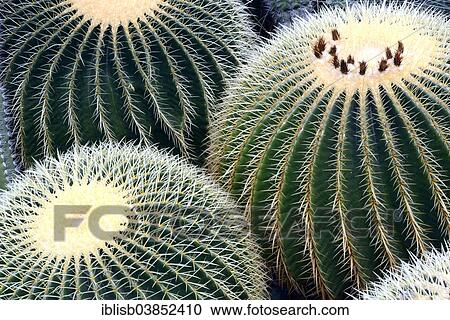 Stock Image - "Golden Barrel Cactus or Mother-in-Law's Cushion (Echinocactus grusonii), native to Mexico, North America". Fotosearch