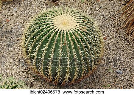 Stock Photo - "Golden Barrel Cactus or Mother-in-Law's Cushion (Echinocactus grusonii) native to Mexico, North America". Fotosearch