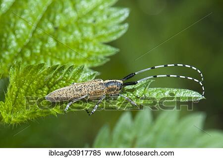 "Golden-bloomed Grey Longhorn Beetle (Agapanthia villosoviridescens) on Common Nettle (Urtica dioica), Hesse, Germany, Europe" View Large Photo Image Stock Photography - "Golden-bloomed Grey Longhorn Beetle (Agapanthia villosoviridescens) on Common Nettle (Urtica dioica), Hesse, Germany, Europe". Fotosearch