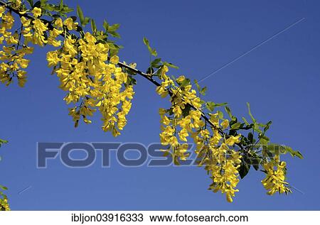 "Golden chain (Laburnum), blossoms, Skane, Sweden, Europe" View Large Photo Image Stock Image - "Golden chain (Laburnum), blossoms, Skane, Sweden, Europe". Fotosearch