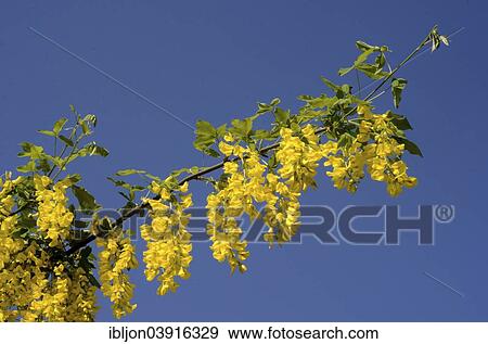 Stock Photo - "Golden chain (Laburnum), blossoms, Skane, Sweden, Europe". Fotosearch