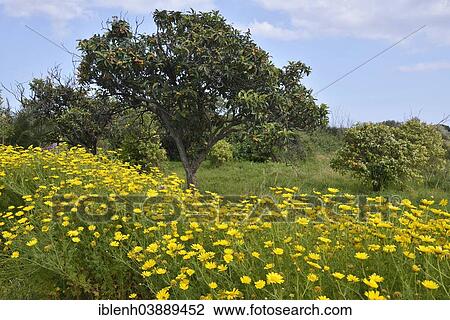 "Golden Chamomile (Anthemis tinctoria syn Cota tinctoria) and Loquat or Japanese Medlar (Eriobotrya japonica), Province of Messina, Sicily, Italy, Europe" View Large Photo Image Stock Image - "Golden Chamomile (Anthemis tinctoria syn Cota tinctoria) and Loquat or Japanese Medlar (Eriobotrya japonica), Province of Messina, Sicily, Italy, Europe". Fotosearch