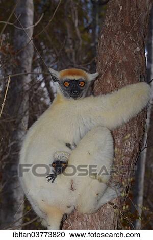 "Golden-crowned sifaka (Propithecus tattersalli), adult with young, Daraina Nature Reserve, Madagascar, Africa" View Large Photo Image Stock Image - "Golden-crowned sifaka (Propithecus tattersalli), adult with young, Daraina Nature Reserve, Madagascar, Africa". Fotosearch