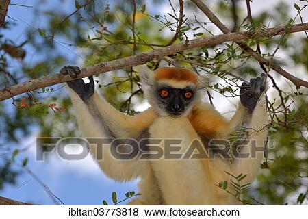 "Golden-crowned sifaka(Propithecus tattersalli), Daraina Nature Reserve, Madagascar, Africa" View Large Photo Image Stock Photo - "Golden-crowned sifaka(Propithecus tattersalli), Daraina Nature Reserve, Madagascar, Africa". Fotosearch
