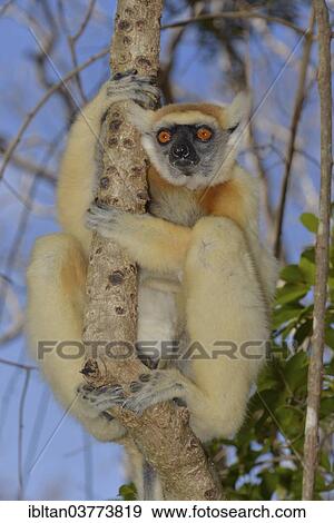 "Golden-crowned sifaka(Propithecus tattersalli), Daraina Nature Reserve, Madagascar, Africa" View Large Photo Image Stock Photo - "Golden-crowned sifaka(Propithecus tattersalli), Daraina Nature Reserve, Madagascar, Africa". Fotosearch
