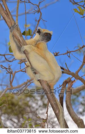 "Golden-crowned sifaka(Propithecus tattersalli), Daraina Nature Reserve, Madagascar, Africa" View Large Photo Image Stock Photography - "Golden-crowned sifaka(Propithecus tattersalli), Daraina Nature Reserve, Madagascar, Africa". Fotosearch