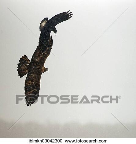 "Golden eagle (Aquila chrysaetos) and Common raven (Corvus corax) in flight, Naturpark Sinite Kamani, Bulgaria, Europe" View Large Photo Image Stock Image - "Golden eagle (Aquila chrysaetos) and Common raven (Corvus corax) in flight, Naturpark Sinite Kamani, Bulgaria, Europe". Fotosearch
