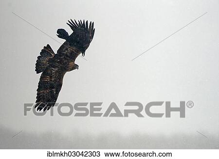 Golden Eagle Aquila Chrysaetos And Common Raven Corvus