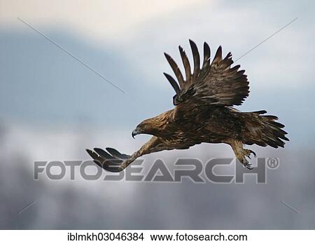 Picture - "Golden Eagle (Aquila chrysaetos) in flight, Naturpark Sinite Kamani, Bulgaria, Europe". Fotosearch