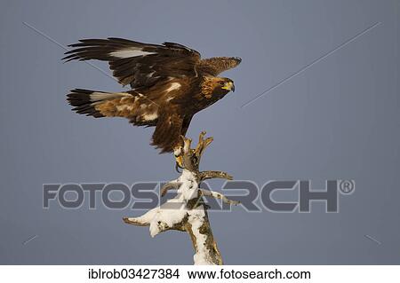 "Golden Eagle (Aquila chrysaetos) in winter, Northern Ostrobothnia, Finland, Europe" View Large Photo Image Picture - "Golden Eagle (Aquila chrysaetos) in winter, Northern Ostrobothnia, Finland, Europe". Fotosearch