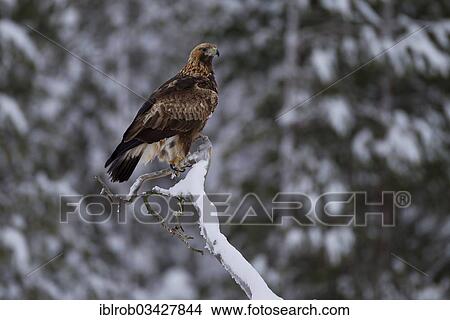 "Golden Eagle (Aquila chrysaetos) in winter, Northern Ostrobothnia, Finland, Europe" View Large Photo Image Picture - "Golden Eagle (Aquila chrysaetos) in winter, Northern Ostrobothnia, Finland, Europe". Fotosearch