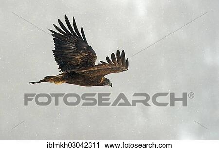 "Golden Eagle (Aquila chrysaetos) in flight, Naturpark Sinite Kamani, Bulgaria, Europe" View Large Photo Image Stock Image - "Golden Eagle (Aquila chrysaetos) in flight, Naturpark Sinite Kamani, Bulgaria, Europe". Fotosearch