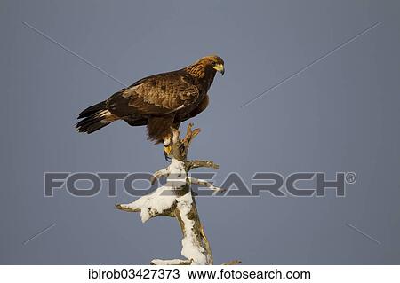 Stock Image - "Golden Eagle (Aquila chrysaetos) in winter, Northern Ostrobothnia, Finland, Europe". Fotosearch