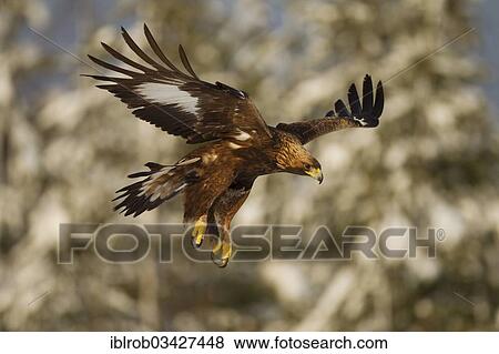 "Golden Eagle (Aquila chrysaetos) in flight, Northern Ostrobothnia, Finland, Europe" View Large Photo Image Stock Photo - "Golden Eagle (Aquila chrysaetos) in flight, Northern Ostrobothnia, Finland, Europe". Fotosearch