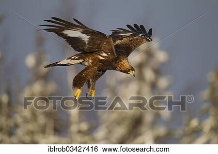 "Golden Eagle (Aquila chrysaetos) in flight, Northern Ostrobothnia, Finland, Europe" View Large Photo Image Stock Photograph - "Golden Eagle (Aquila chrysaetos) in flight, Northern Ostrobothnia, Finland, Europe". Fotosearch