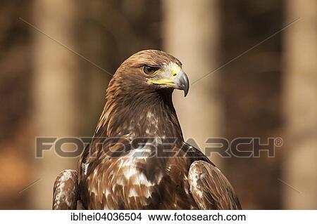 "Golden Eagle (Aquila chrysaetos), Carinthia, Austria, Europe" View Large Photo Image Picture - "Golden Eagle (Aquila chrysaetos), Carinthia, Austria, Europe". Fotosearch