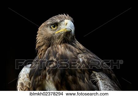 "Golden Eagle (Aquila chrysaetos), captive, Hesse, Germany, Europe" View Large Photo Image Picture - "Golden Eagle (Aquila chrysaetos), captive, Hesse, Germany, Europe". Fotosearch