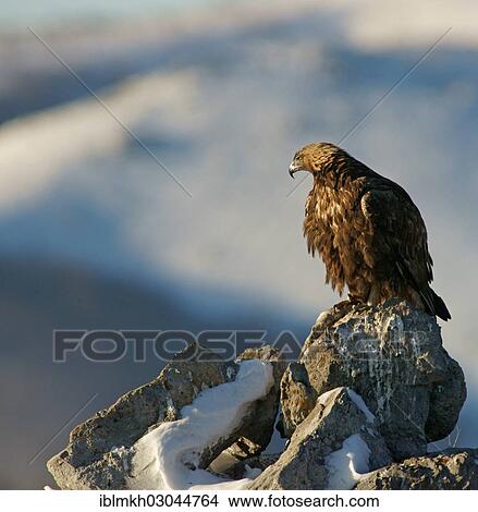 "Golden Eagle (Aquila chrysaetos), Naturpark Sinite Kamani, Bulgaria, Europe" View Large Photo Image Picture - "Golden Eagle (Aquila chrysaetos), Naturpark Sinite Kamani, Bulgaria, Europe". Fotosearch