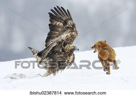 Picture - "Golden Eagle (Aquila chrysaetos) fighting with a red fox (Vulpes vulpes) over a carcass, Sinite Kamani Nature Park, Bulgaria, Europe". Fotosearch