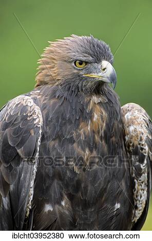"Golden Eagle (Aquila chrysaetos), captive, Germany, Europe" View Large Photo Image Stock Image - "Golden Eagle (Aquila chrysaetos), captive, Germany, Europe". Fotosearch