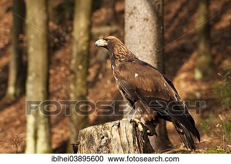 "Golden Eagle (Aquila chrysaetos), Carinthia, Austria, Europe" View Large Photo Image Stock Image - "Golden Eagle (Aquila chrysaetos), Carinthia, Austria, Europe". Fotosearch