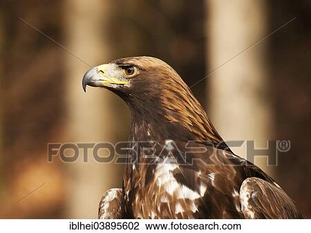 "Golden Eagle (Aquila chrysaetos), Carinthia, Austria, Europe" View Large Photo Image Stock Image - "Golden Eagle (Aquila chrysaetos), Carinthia, Austria, Europe". Fotosearch