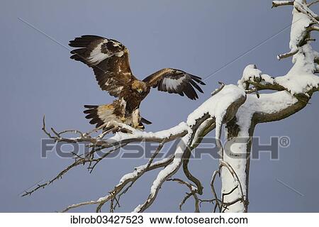 "Golden Eagle (Aquila chrysaetos) approaching to land on a snow-covered tree, Northern Ostrobothnia, Finland, Europe" View Large Photo Image Stock Image - "Golden Eagle (Aquila chrysaetos) approaching to land on a snow-covered tree, Northern Ostrobothnia, Finland, Europe". Fotosearch