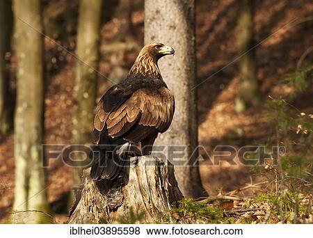 "Golden Eagle (Aquila chrysaetos), Carinthia, Austria, Europe" View Large Photo Image Stock Photo - "Golden Eagle (Aquila chrysaetos), Carinthia, Austria, Europe". Fotosearch