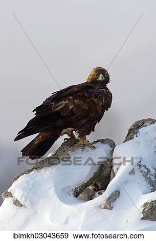 Stock Photo - "Golden Eagle (Aquila chrysaetos), Bulgaria, Europe". Fotosearch