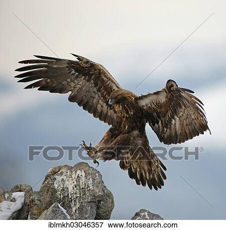 "Golden Eagle (Aquila chrysaetos), landing approach, Naturpark Sinite Kamani, Bulgaria, Europe" View Large Photo Image Stock Photo - "Golden Eagle (Aquila chrysaetos), landing approach, Naturpark Sinite Kamani, Bulgaria, Europe". Fotosearch