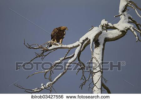 "Golden Eagle (Aquila chrysaetos) perched on a snow-covered tree, Northern Ostrobothnia, Finland, Europe" View Large Photo Image Stock Photograph - "Golden Eagle (Aquila chrysaetos) perched on a snow-covered tree, Northern Ostrobothnia, Finland, Europe". Fotosearch