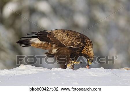 "Golden Eagle (Aquila chrysaetos) with prey in winter, Northern Ostrobothnia, Finland, Europe" View Large Photo Image Stock Image - "Golden Eagle (Aquila chrysaetos) with prey in winter, Northern Ostrobothnia, Finland, Europe". Fotosearch