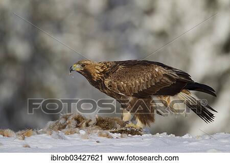 "Golden Eagle (Aquila chrysaetos) with a captured rabbit in winter, Northern Ostrobothnia, Finland, Europe" View Large Photo Image Stock Image - "Golden Eagle (Aquila chrysaetos) with a captured rabbit in winter, Northern Ostrobothnia, Finland, Europe". Fotosearch