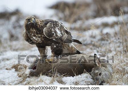 "Golden Eagle (Aquila chrysaetos) with prey, Molde, Norway, Europe" View Large Photo Image Stock Photo - "Golden Eagle (Aquila chrysaetos) with prey, Molde, Norway, Europe". Fotosearch