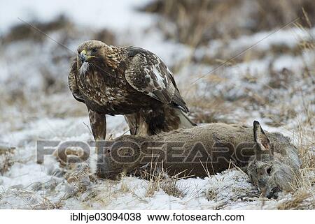"Golden Eagle (Aquila chrysaetos) with prey, Molde, Norway, Europe" View Large Photo Image Stock Photo - "Golden Eagle (Aquila chrysaetos) with prey, Molde, Norway, Europe". Fotosearch
