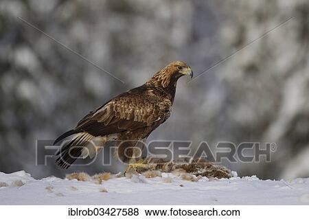 "Golden Eagle (Aquila chrysaetos) with a captured rabbit in winter, Northern Ostrobothnia, Finland, Europe" View Large Photo Image Stock Photo - "Golden Eagle (Aquila chrysaetos) with a captured rabbit in winter, Northern Ostrobothnia, Finland, Europe". Fotosearch