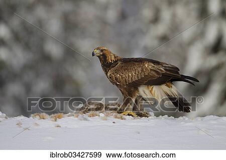"Golden Eagle (Aquila chrysaetos) with a captured rabbit in winter, Northern Ostrobothnia, Finland, Europe" View Large Photo Image Stock Photo - "Golden Eagle (Aquila chrysaetos) with a captured rabbit in winter, Northern Ostrobothnia, Finland, Europe". Fotosearch