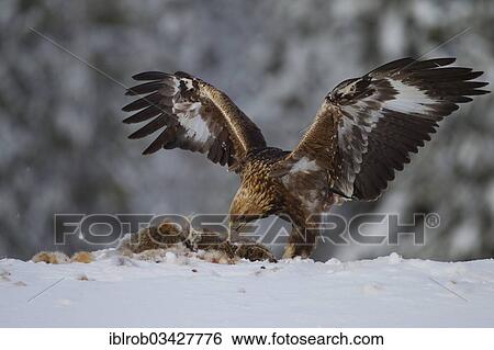 "Golden Eagle (Aquila chrysaetos) with a captured rabbit in winter, Northern Ostrobothnia, Finland, Europe" View Large Photo Image Stock Photograph - "Golden Eagle (Aquila chrysaetos) with a captured rabbit in winter, Northern Ostrobothnia, Finland, Europe". Fotosearch